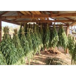 Doble repuesto de cojín de moxa para almohadilla eléctrica relax NaturySense®